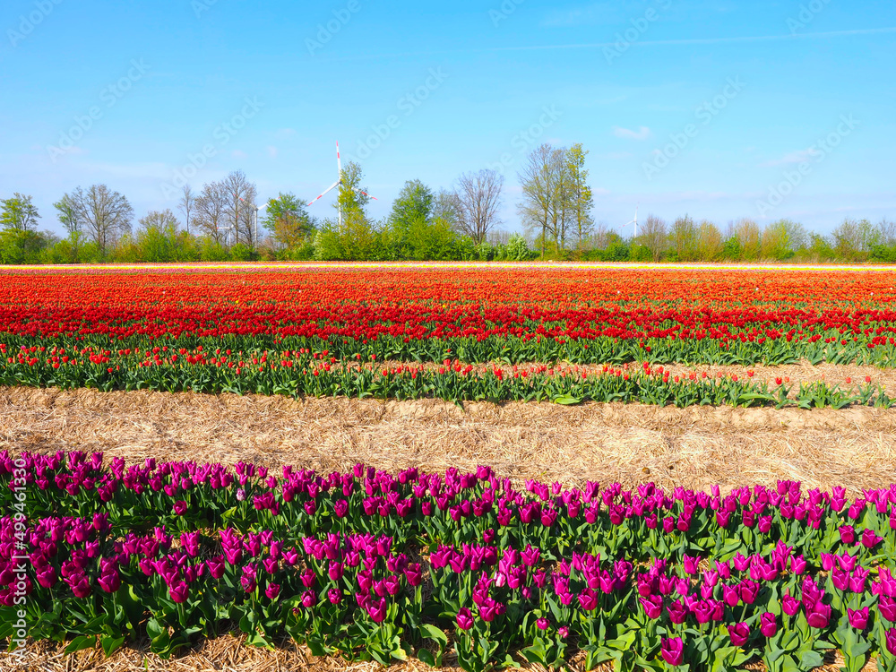 Tulip agriculture - blooming tulip fields in many colors