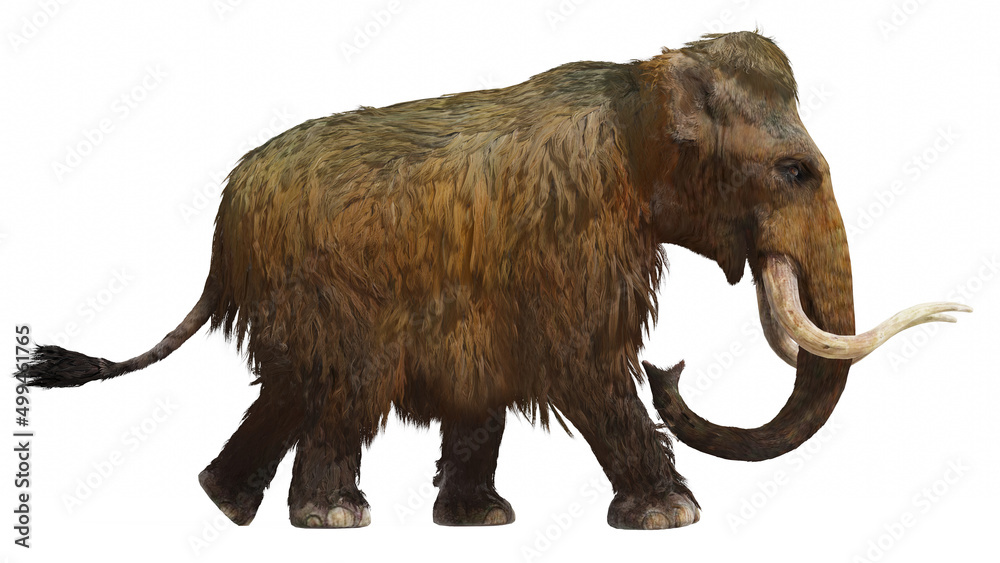Obraz premium Woolly Mammoth On White Background Side View