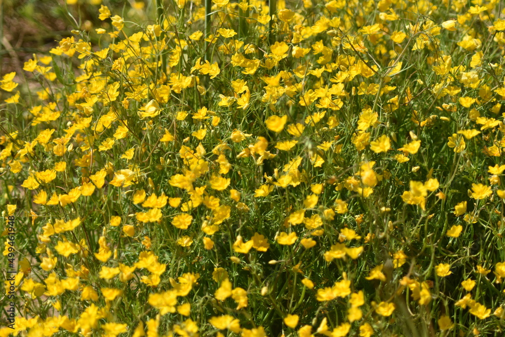 Obraz premium Campo con flores amarillas