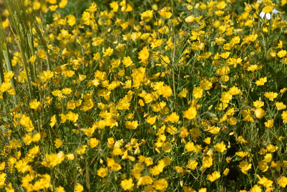 Campo con flores amarillas Campo con flores amarillas