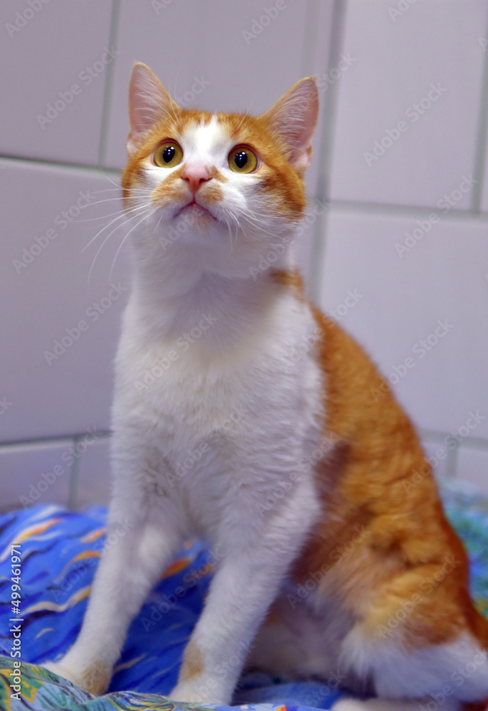 red and white cat at the animal shelter