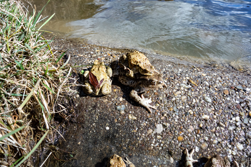 Fototapeta premium Mating frogs by the pond in spring