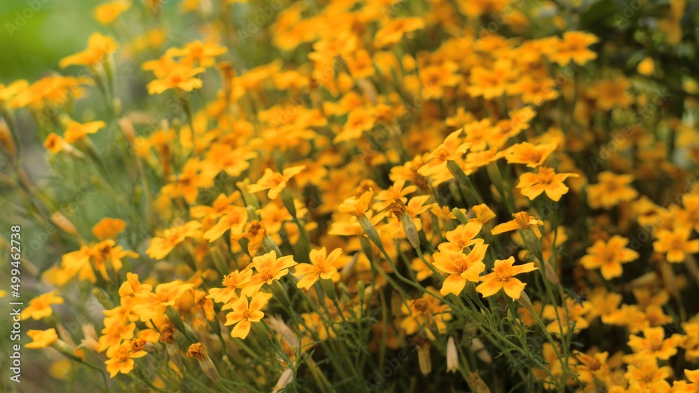 Small five-petalled yellow-orange marigolds bloom profusely in autumn. Background, close-up, selective focus. The concept of the last autumn flowers