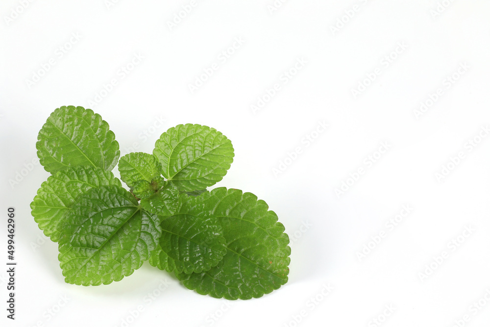 Close-up of peppermint leaves on a white background. , Green herbs help nourish the skin with a fresh scent. Close-up of peppermint leaves on a white background. , Green herbs help nourish the skin with a fresh scent.