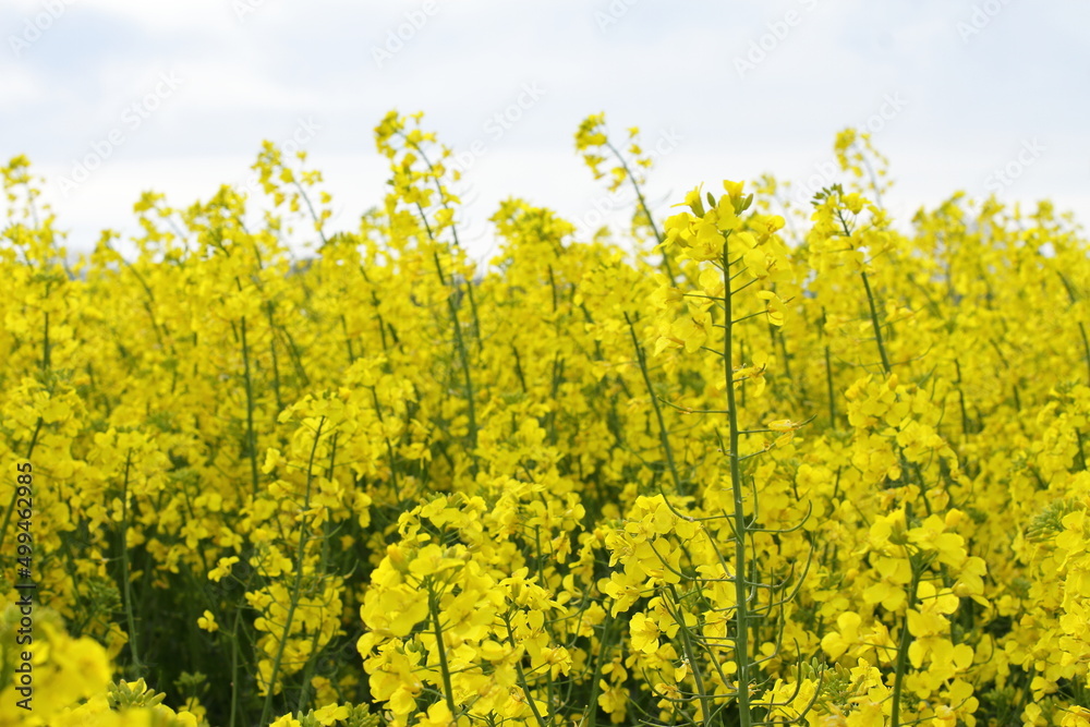 Rapeseed plant meadow, blossom agricultural field Rapeseed plant meadow, blossom agricultural field