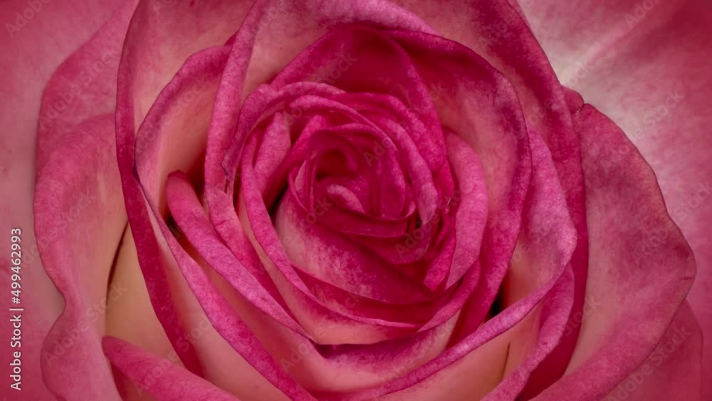 Beautiful fresh pink rose opening, close up. Spa concept. Wedding, Birthday, Valentines day, Mothers day concept. Beautiful fresh pink rose opening, close up. Spa concept. Wedding, Birthday, Valentines day, Mothers day concept.
