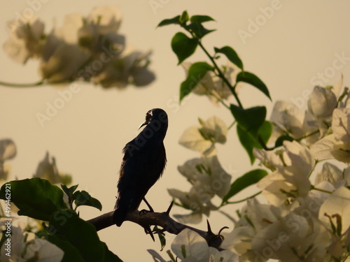 Fotografering bird on a branch