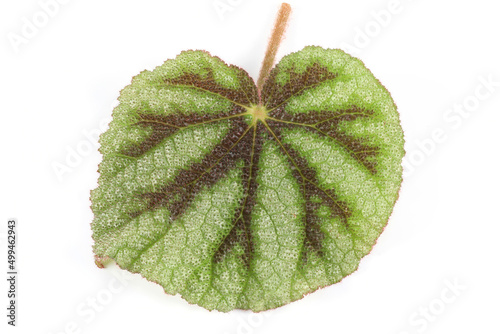 Begonia leaf. Hairy leaves with colorful patterns. Begonia leaves. Leaf on a white background.
