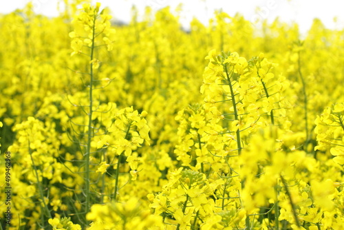 Rapeseed plant meadow, blossom agricultural field