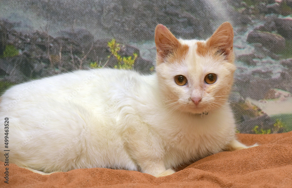 red and white small kitten with orange eyes red and white small kitten with orange eyes