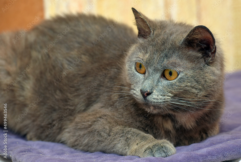 Naklejka premium gray cat with orange eyes lies