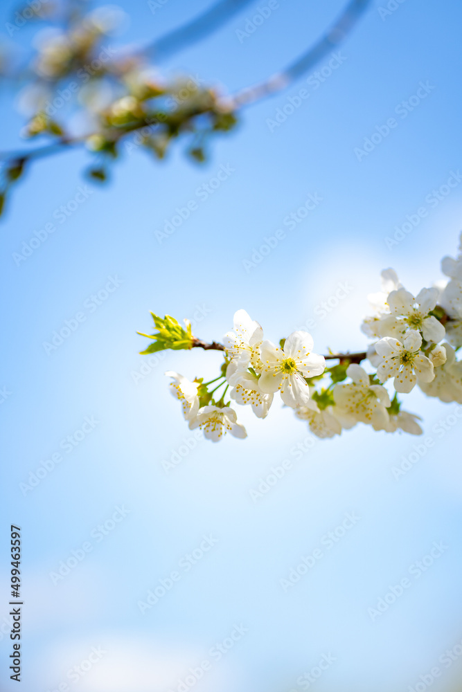 flowering branches of fruit trees against the sky, fruit harvest, global warming flowering branches of fruit trees against the sky, fruit harvest, global warming