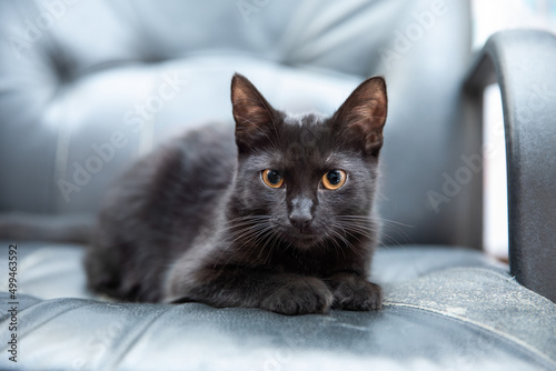 Czarny kot z żółtymi oczami photo