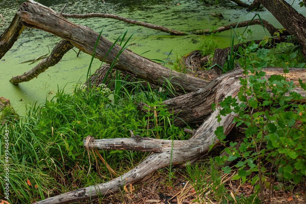 Fairy swamp with beautiful old trees. Dry snags on green water.