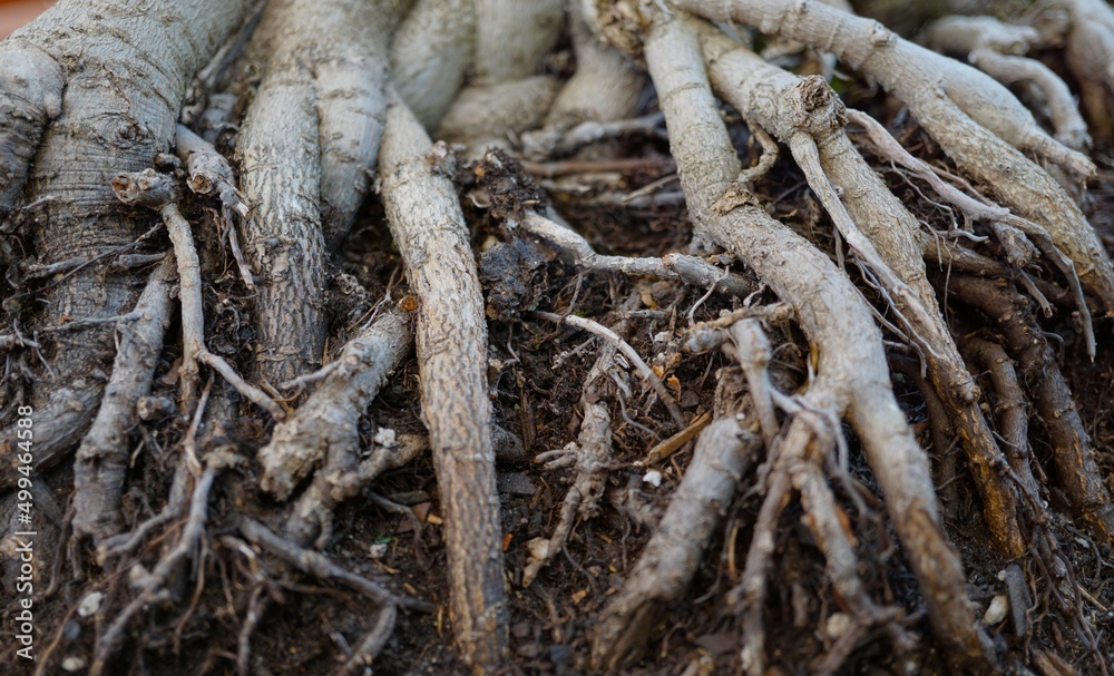 Root out of the ground Root out of the ground