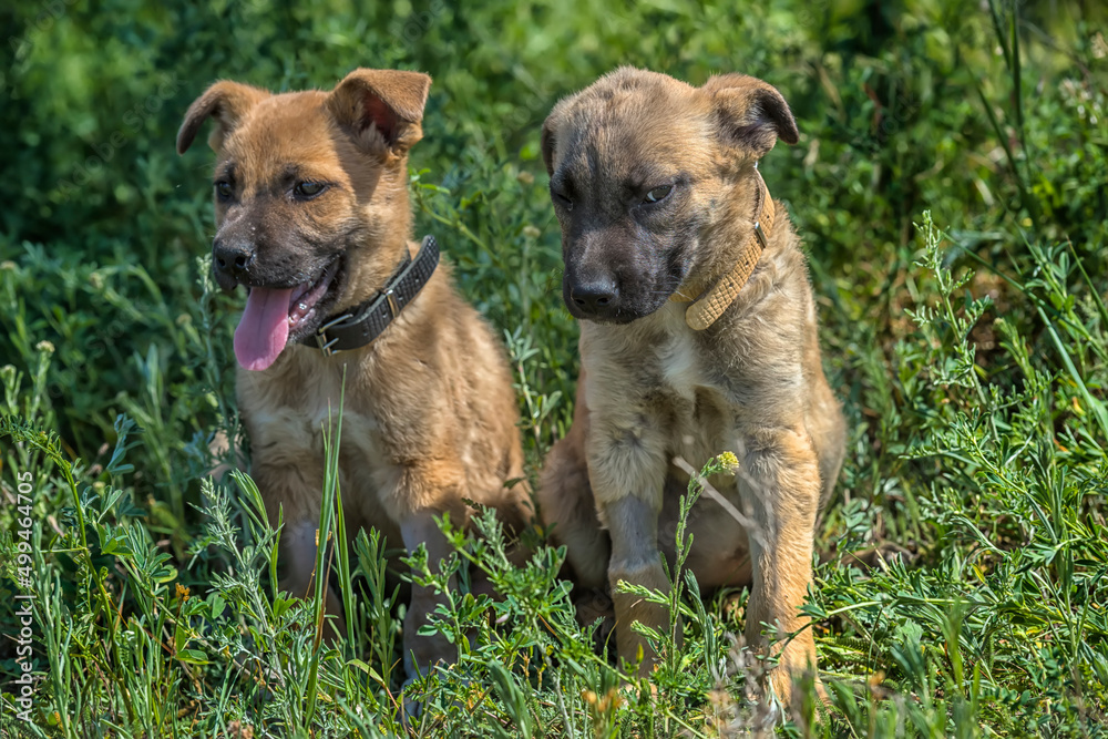 cute brown mongrel puppies on a background of green grass