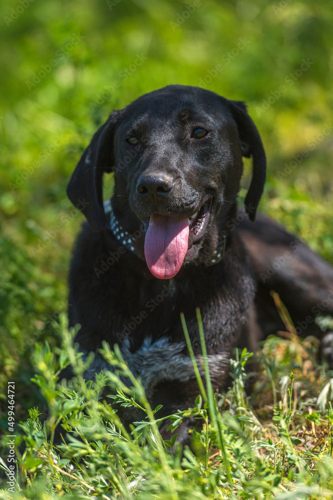 black dog with hanging ears, mongrel