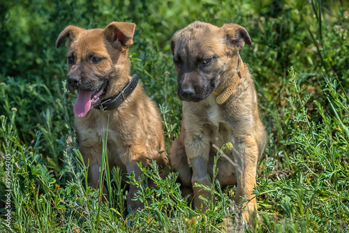 cute brown mongrel puppies on a background of green grass