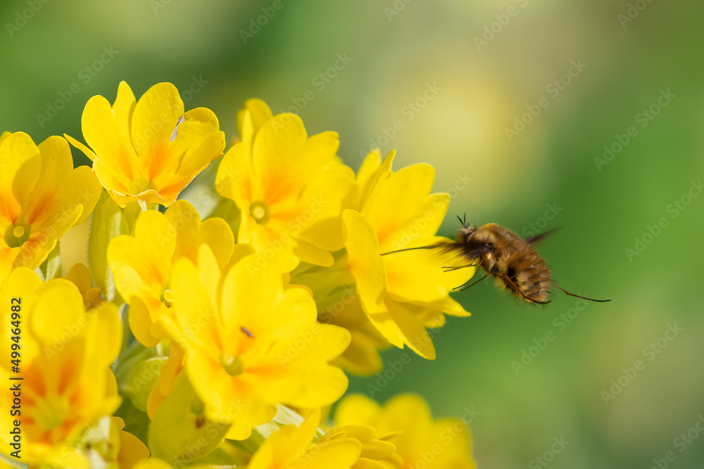 Dark-edged bee fly (Bombylius major) feeding on nectar from a yellow cowslip flower (Primula veris) in spring. Macro shot of flora and fauna in the UK. Dark-edged bee fly (Bombylius major) feeding on nectar from a yellow cowslip flower (Primula veris) in spring. Macro shot of flora and fauna in the UK.