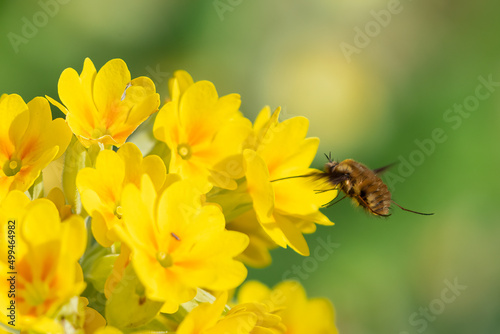 Dark-edged bee fly  Bombylius major  feeding on nectar from a yellow cowslip flower  Primula veris  in spring. Macro shot of flora and fauna in the UK.