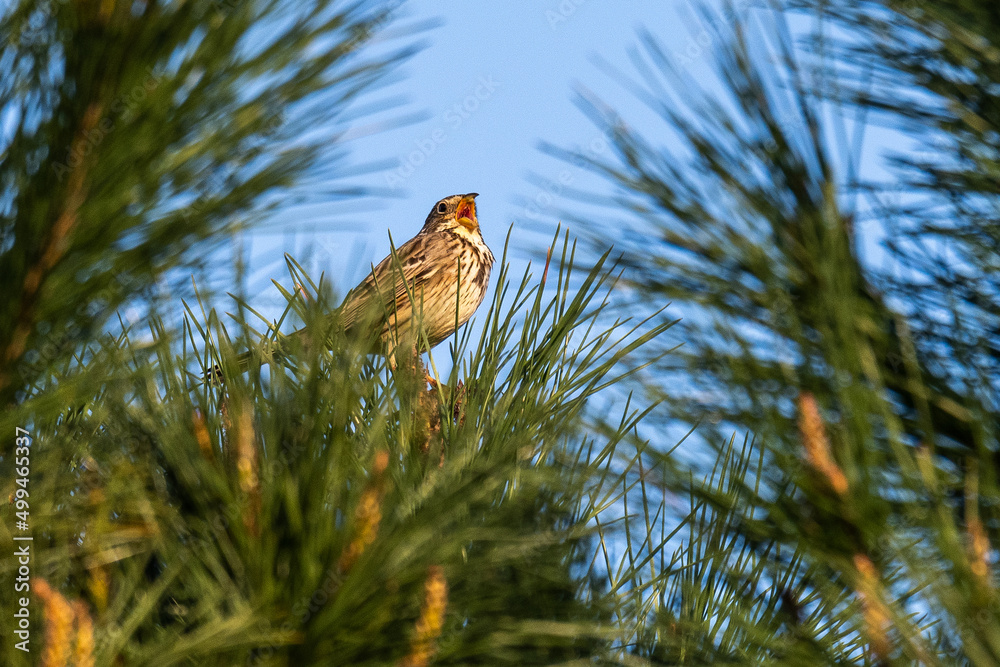 A corn bunting (Emberiza calandra) singing on the top of a pine tree during a spring day. In the breeding season the males sing on elevated perches to mark their territory.