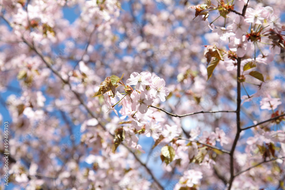 Branches of cherry blossoms in the blue sky. Spring flowering in the garden.