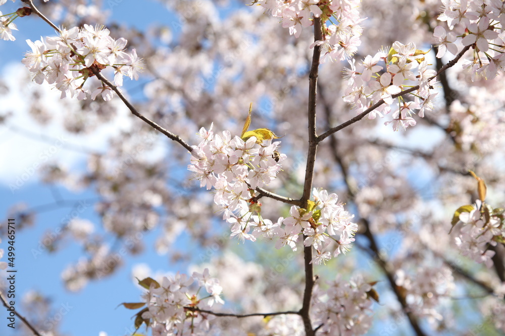 Branches of cherry blossoms in the blue sky. Spring flowering in the garden. Branches of cherry blossoms in the blue sky. Spring flowering in the garden.