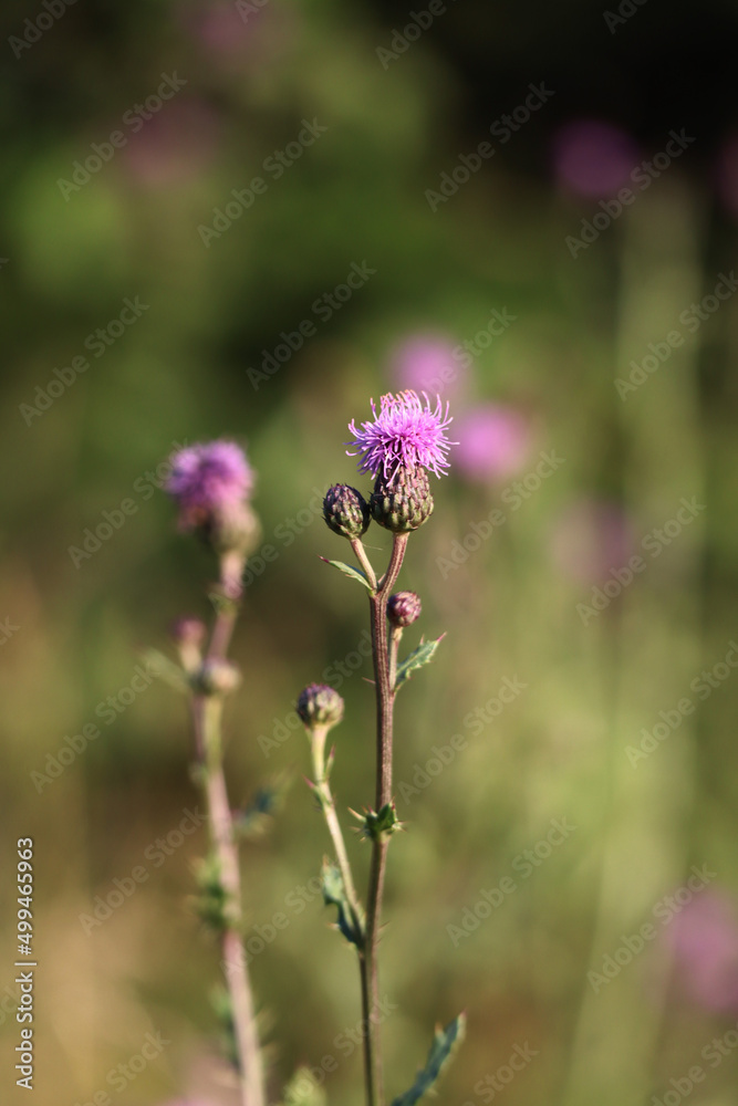 Pink thistle close-up, on a green background Pink thistle close-up, on a green background
