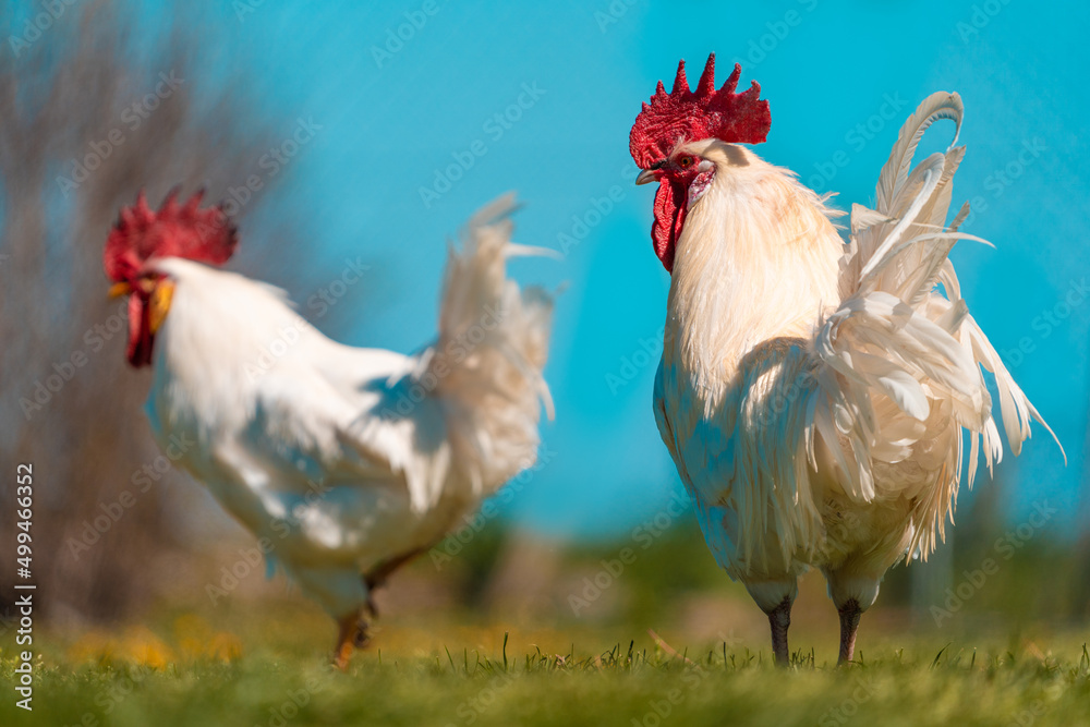Fototapeta premium White roosters