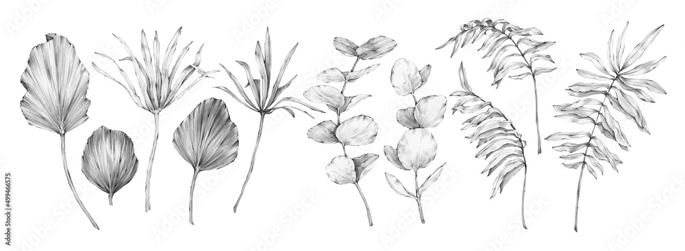 Big collection of different tropical leaves drawn in black and white graphics on a white background. For interior, postcards, patterns, prints and other design
