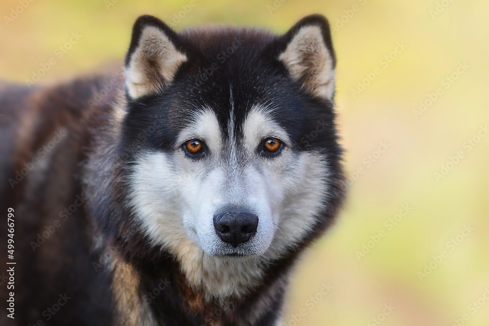 Beautiful Siberian Husky dog with brown eyes on a background of blurry grass