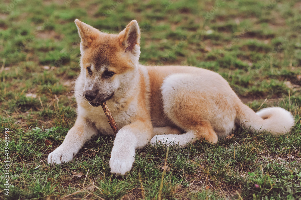 Akita Inu puppy lies on the grass and gnaws a stick. Purebred Akita Inu 6 month old dog playing outdoor
