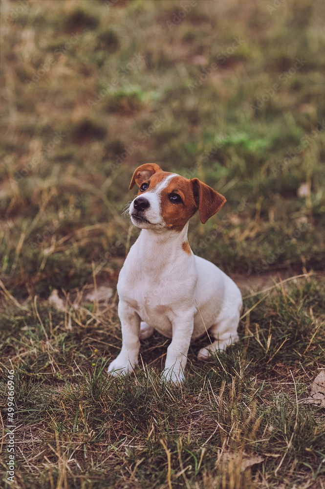 Portrait of cute Jack Russell Terrier puppy sitting and looking up in the park. Happy dog
