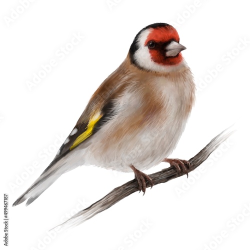  Goldfinch. Watercolor illustration of a Goldfinch. Idea for postcards, stickers, calendars, books. 