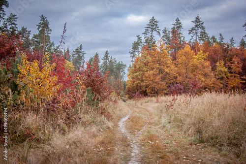 autumn in the forest