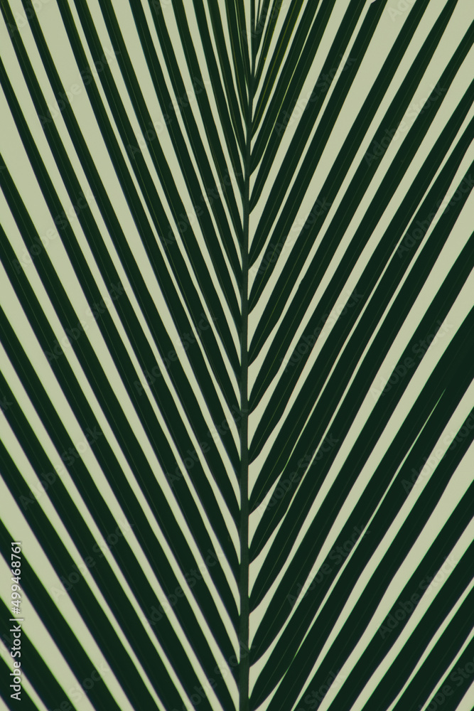 palm leaf texture palm leaf texture