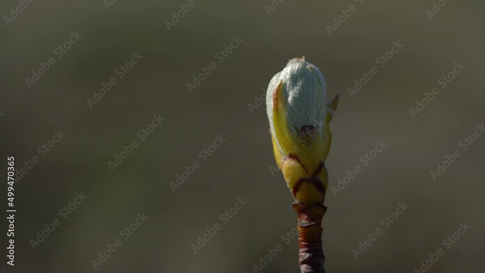 Whitebeam budding in spring (Sorbus aria) - (4K) Whitebeam budding in spring (Sorbus aria) - (4K)