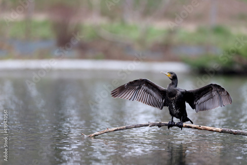Great cormorant in a park in western Paris Ile de France France.