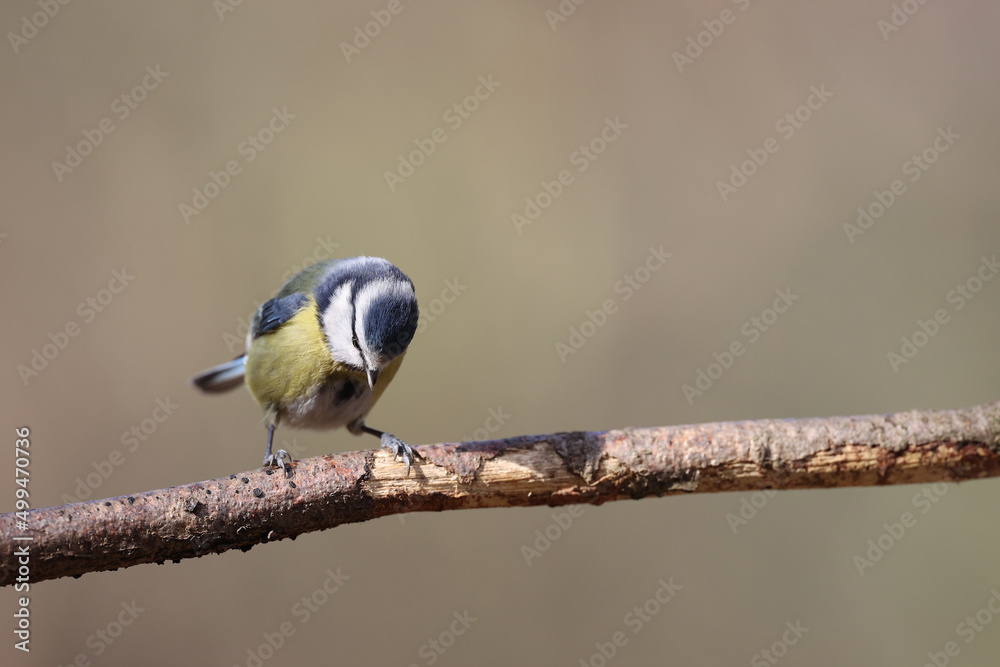 Blue tit in a park in Paris Ile de France France. Blue tit in a park in Paris Ile de France France.
