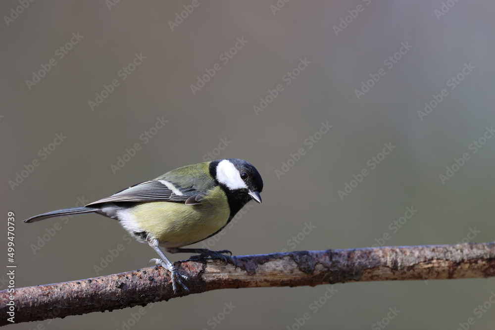 Great tit in a park in Paris Ile de France France.