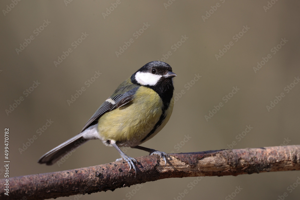 Great tit in a park in Paris Ile de France France. Great tit in a park in Paris Ile de France France.