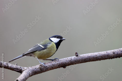 Great tit in a park in Paris Ile de France France.