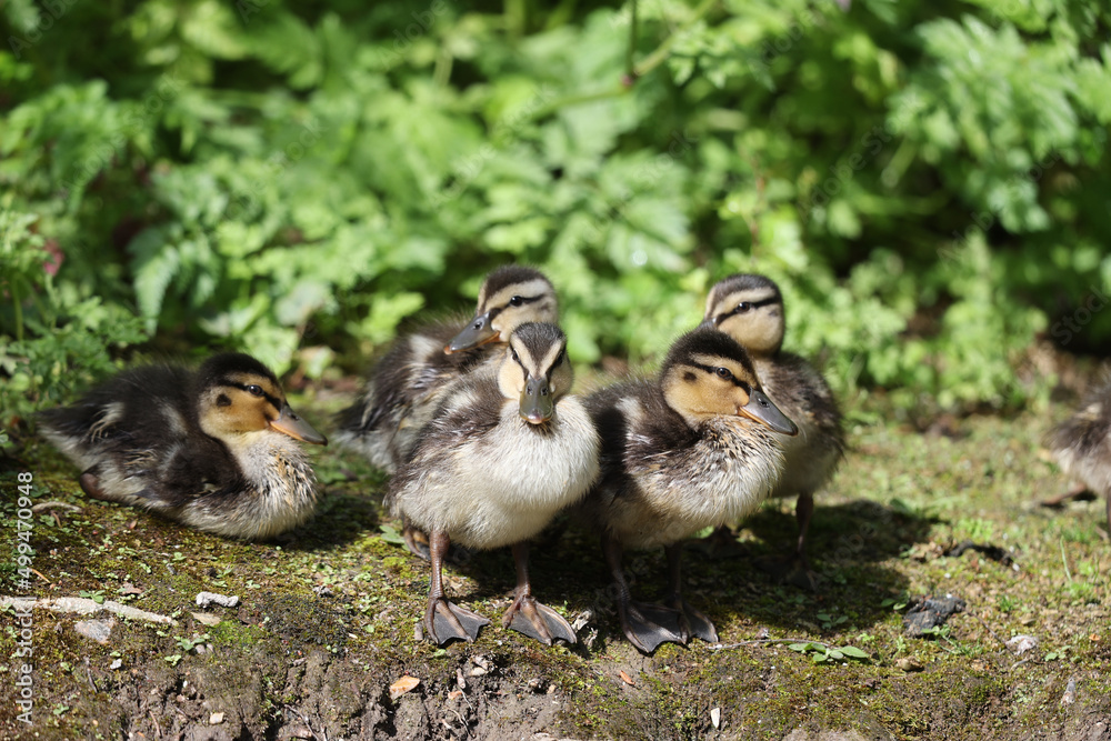 Mallard ducklings in a park in Paris Ile de France France. Mallard ducklings in a park in Paris Ile de France France.