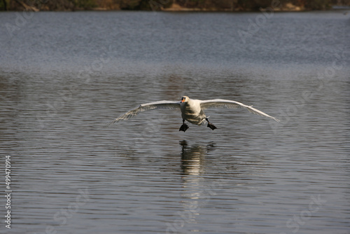 Mute swan in a park in Paris Ile de France France.