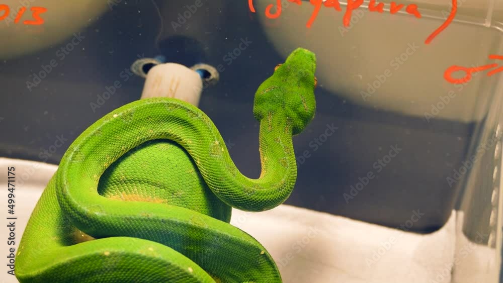 Green tree python (Morelia viridis) on a terraristic & aquaristic expo