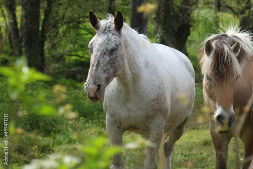 Fototapeta Naklejka Na Ścianę i Meble -  Deux chevaux
