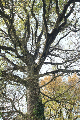 Chêne aux branches nues
