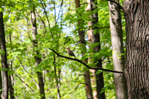 Small bird sitting on tree in forest 