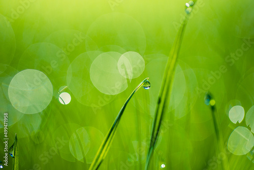 Lush green blades of grass with beautiful transparent water drops on meadow closeup. Fresh morning dew at sunrise. Dream spring nature background. Fresh green grass with dew drops in morning sunlight