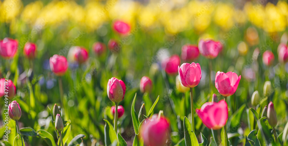 Beautiful closeup bright pink tulips on blurred spring sunny background. Amazing romantic springtime flowers background, love romance panoramic concept. Mothers day banner colorful dream nature meadow